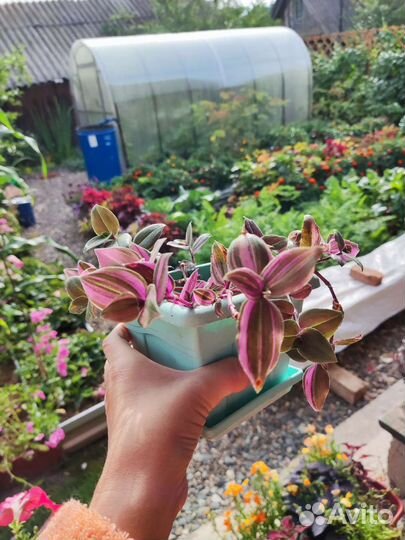 Традесканция