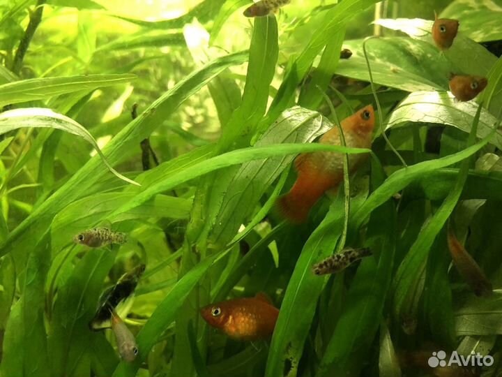 Аквариумные рыбки гуппи и креветки