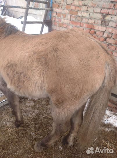 Лошадь жеребчик продажа/обмен