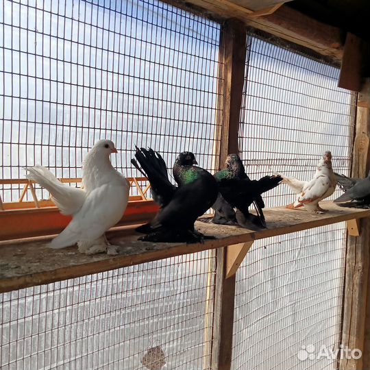 Продам статных голубей
