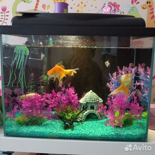 Аквариум