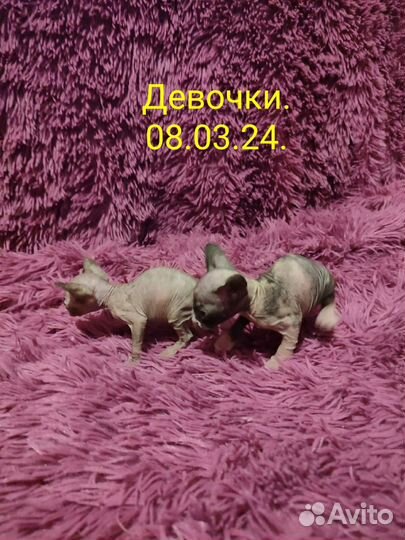 Канадский сфинкс котенок