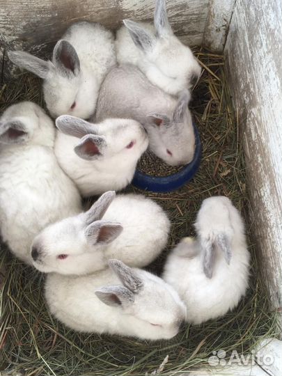 Калифорнийцы чистокровные