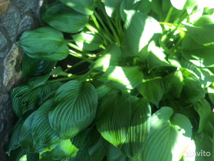 Лилельник, карликовые ирисы, астра многолетние, ла