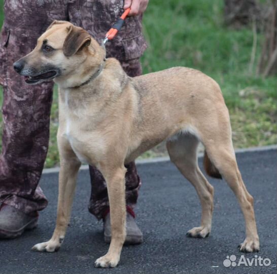 В добрые руки