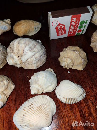 Морские ракушки раковины