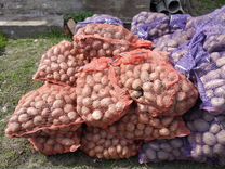 Продам картофель домашний и семенной