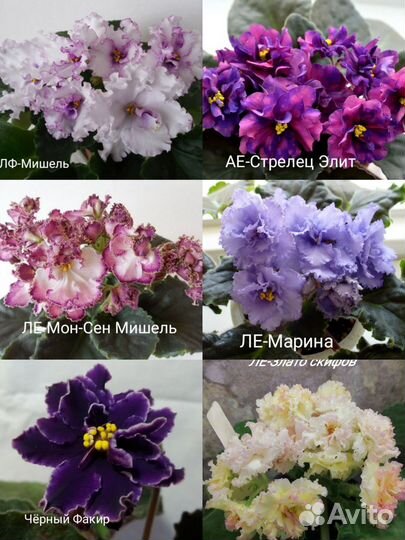Детки сортовых фиалок