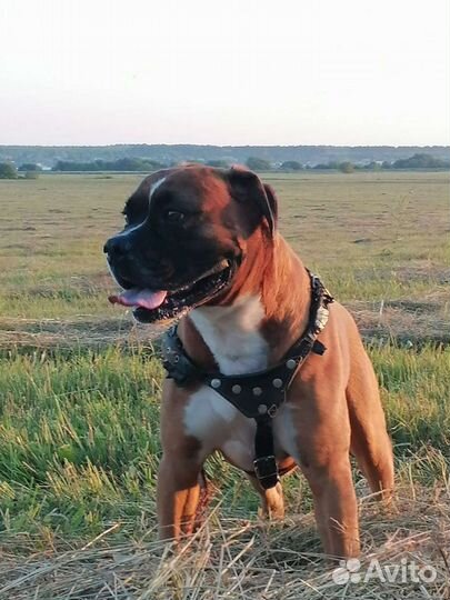 Вязка Боксера