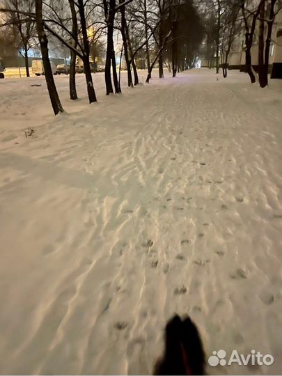 Выгульщик собак