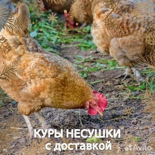 Куры фермерские