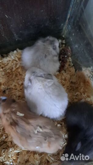 Сирийский хомяк