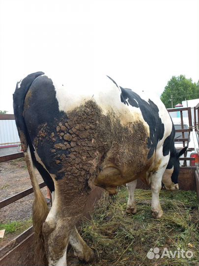 Косынки металлические