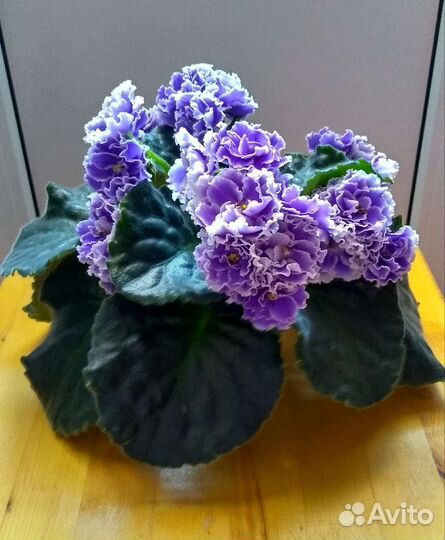 Фиалка сортовая