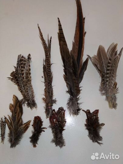 Перья фазана