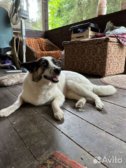 Собака в добрые руки отдам бесплатно