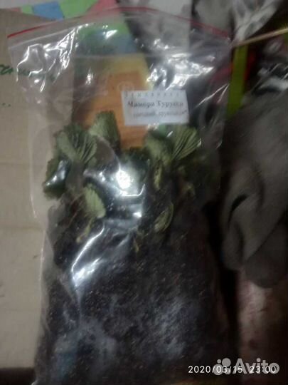 Саженцы клубники О, К, С