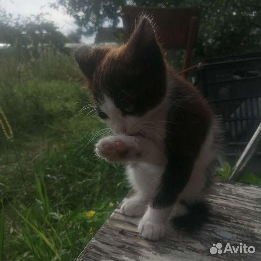 Котик в добрые руки