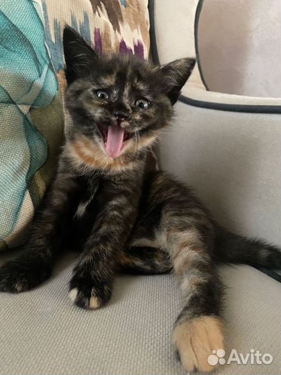 Британские котята