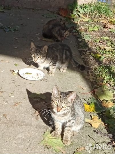 Котята в добрые руки