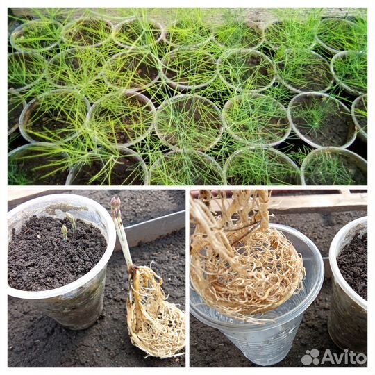 Аспарагус (Спаржа)