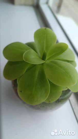 Жирянка Тина