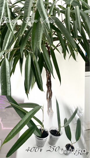 Фикусы, разные сорта