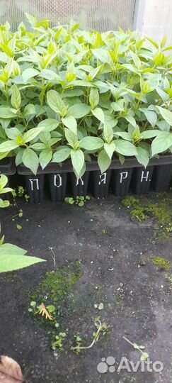 Черенки гортензий