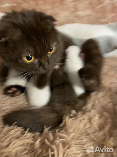 Шотландские котята