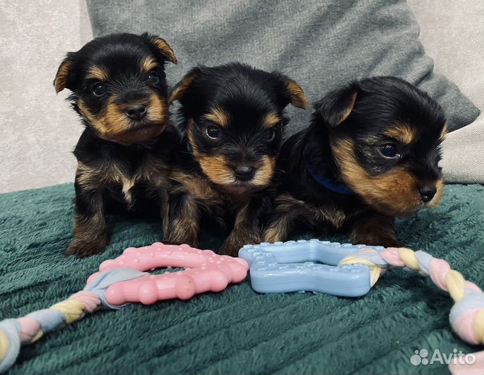 Йоркширский терьер щенки