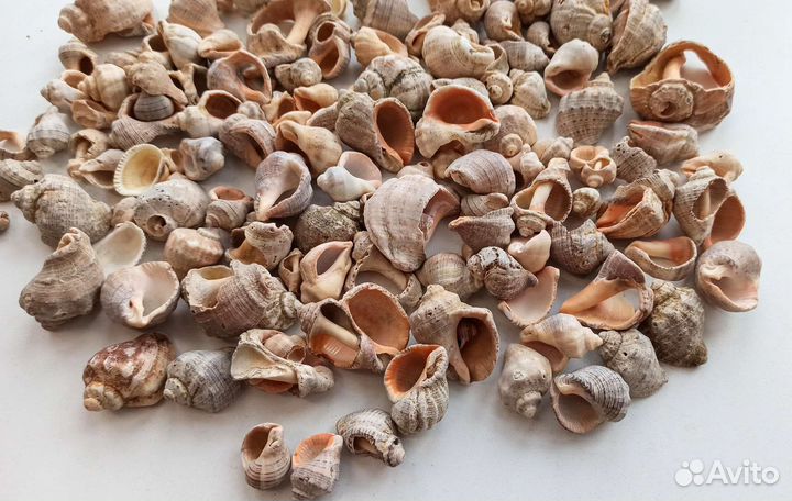 Морские ракушки 1 кг, ракушки рапан, битые