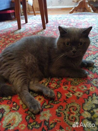 Британский кот