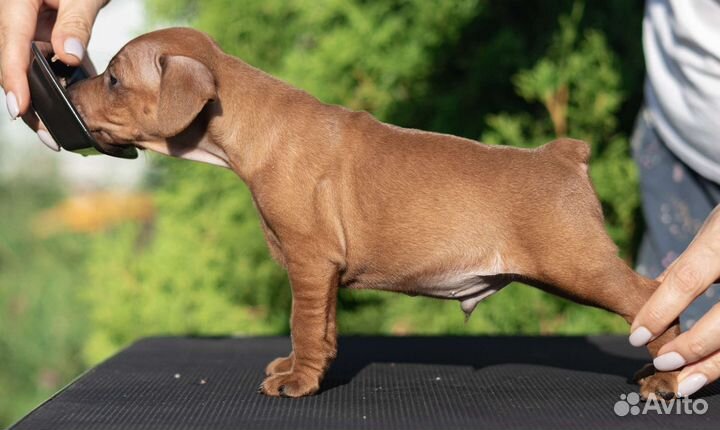 Щенки цвергпинчера