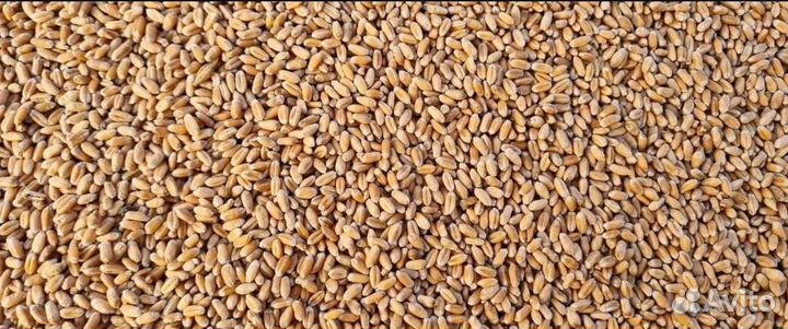 Зерно пшеница, ячмень