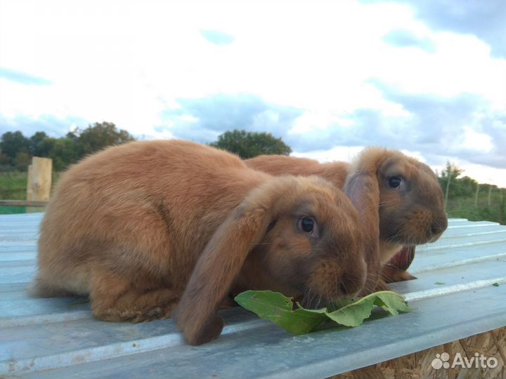 Кролики на племя нзк, Французский баран