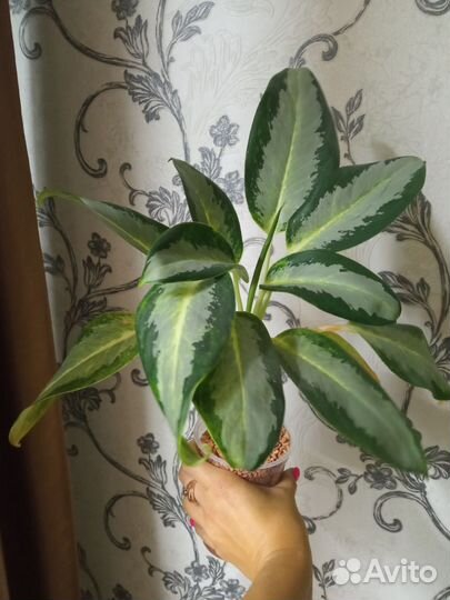 Аглаонемы взрослые шикарные кусты