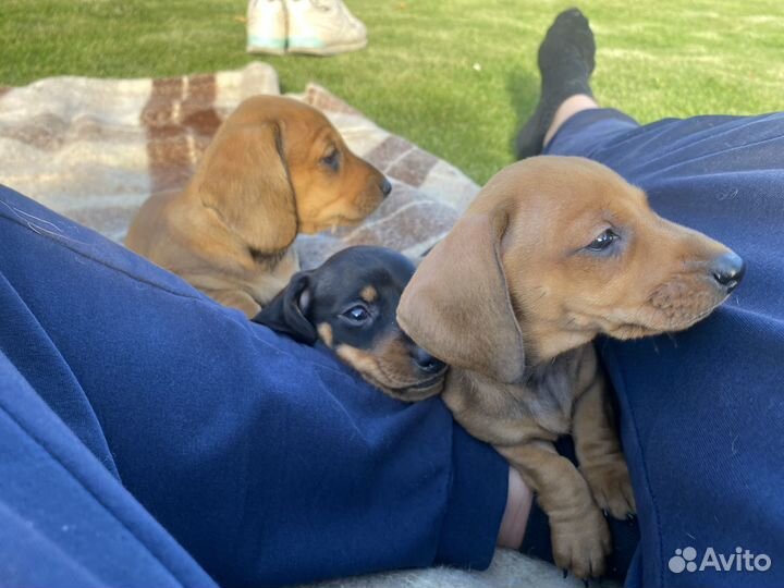 Собаки щенки таксы