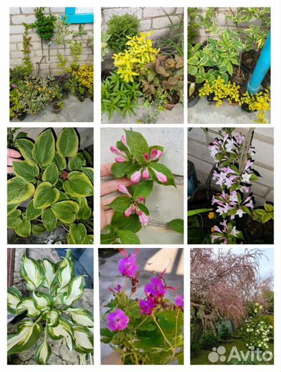 Садовые многолетники