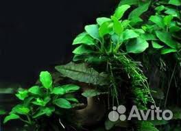 Аквариумные растения
