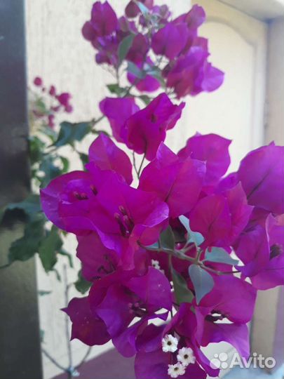 Бугенвиллия