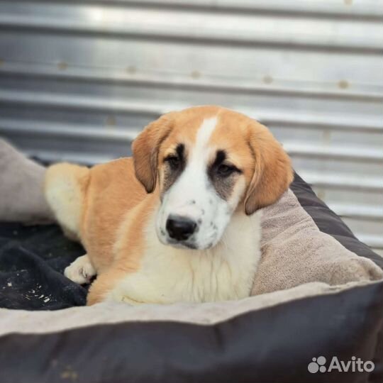 Собаки бесплатно в добрые руки щенки