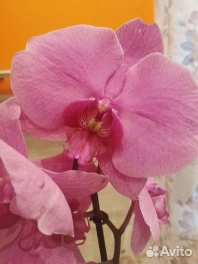 Орхидея фаленопсис
