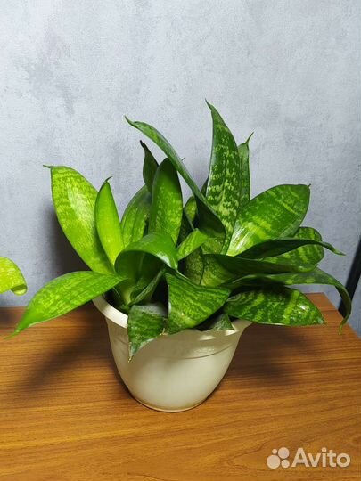 Сансевиерия