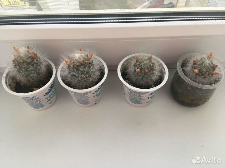 Кактус пушистый