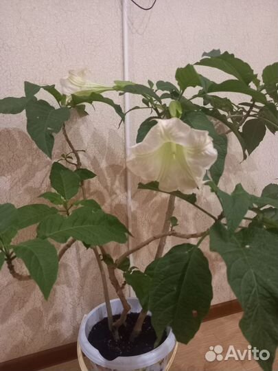 Продам цветы Бругмансия (трубы ангела)