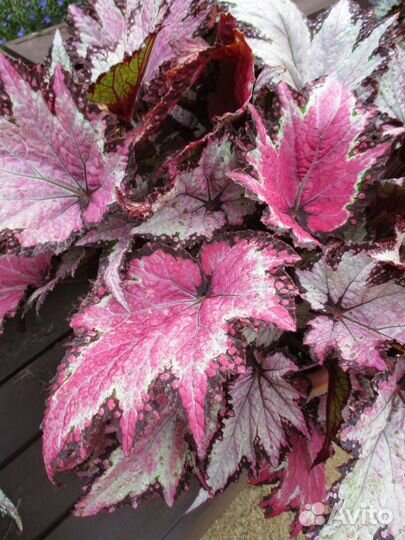 Сортовые декоративные бегонии