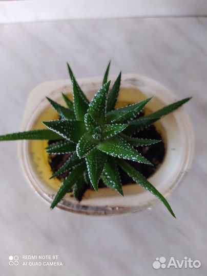 Комнатные растения