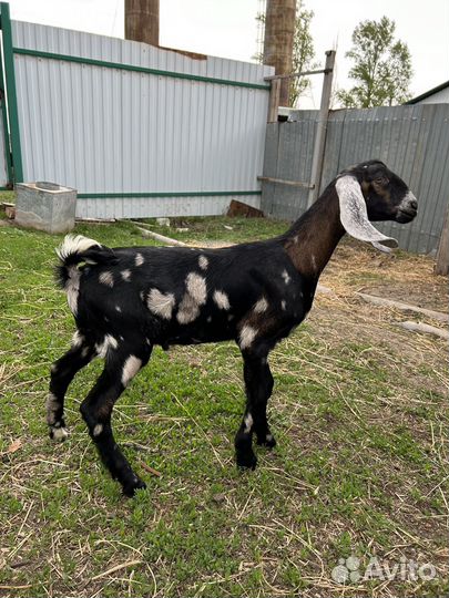 Англо нубийские козы