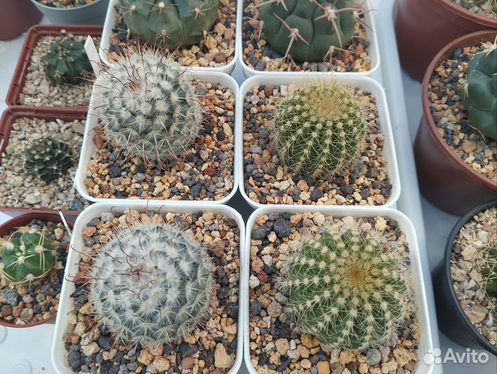 Кактусы коллекция