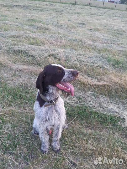 Курцхаар вязка(дратхаар)